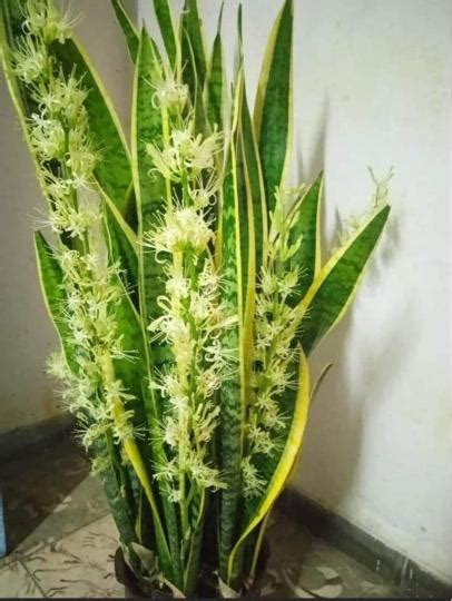 虎尾蘭會開花嗎|虎尾蘭會開花嗎？5年以上的虎尾蘭開花象徵著財運旺盛、事業成。